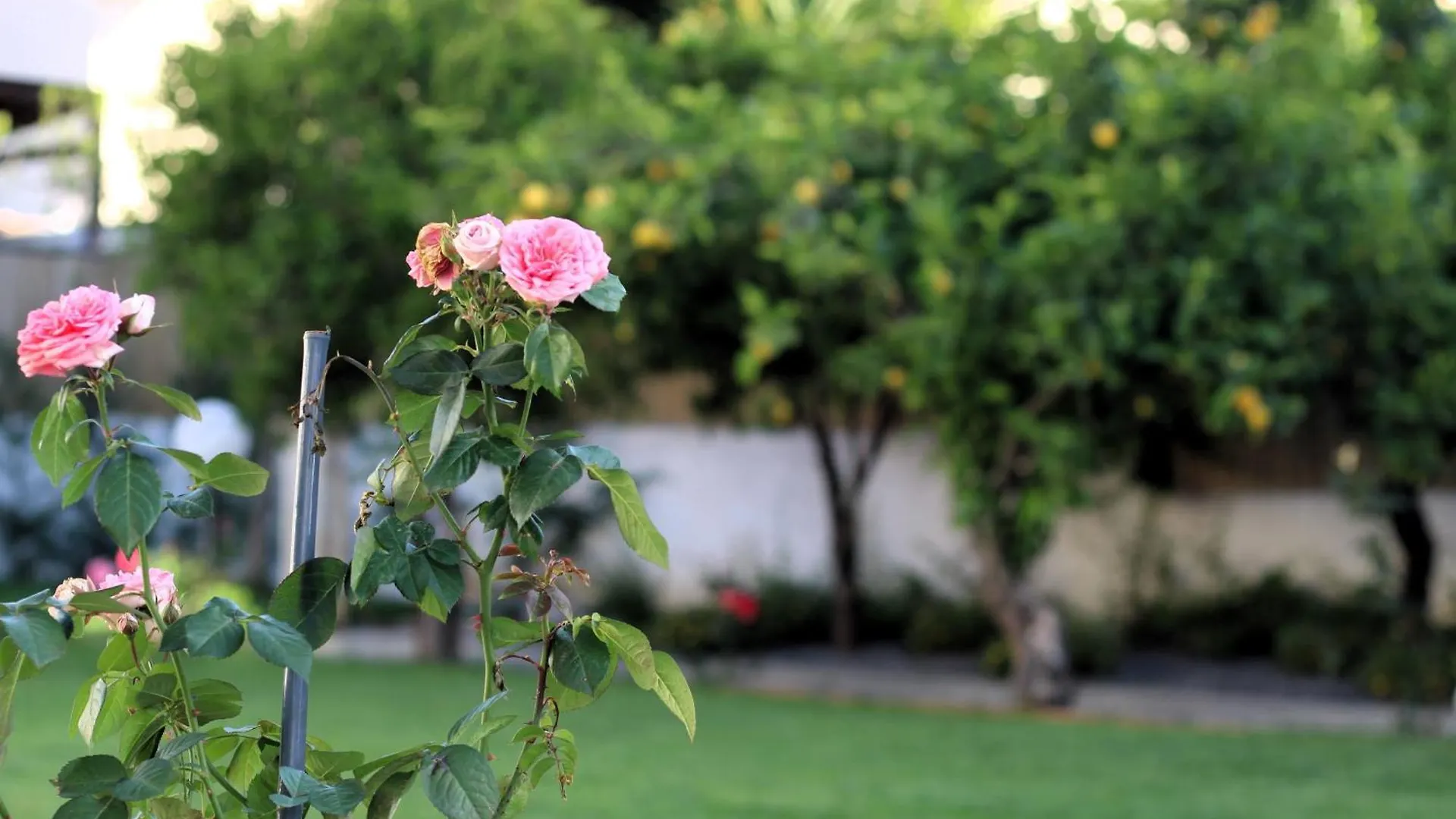 La Rosa Dei Templi Apartment Agrigento